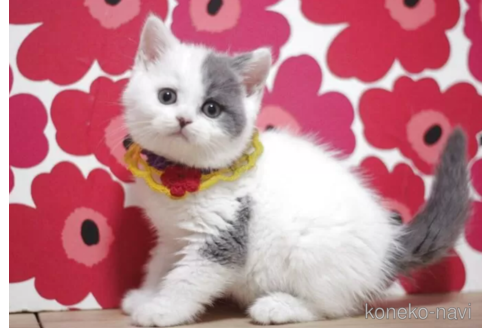 成約済の東京都のスコティッシュフォールド-115051の6枚目